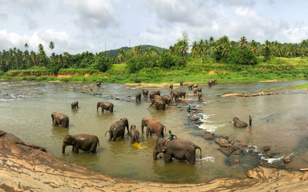 Pinnawala Elephant Orphanage