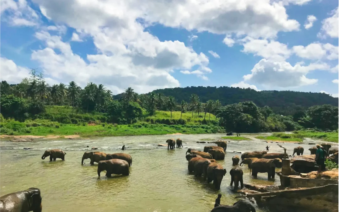 4 Days | 3 Nights : Discover the Magic of Sri Lanka: A Journey Through Culture, Nature, and History