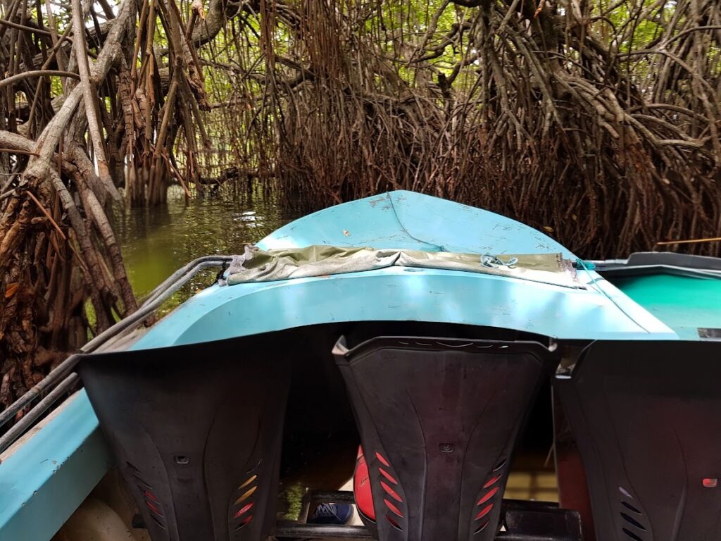 madu river boat safari