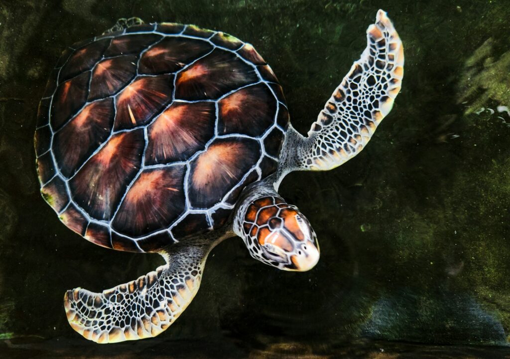 Sea Turtle Hatchery & Rescue Center, A2, Hikkaduwa, Sri Lanka