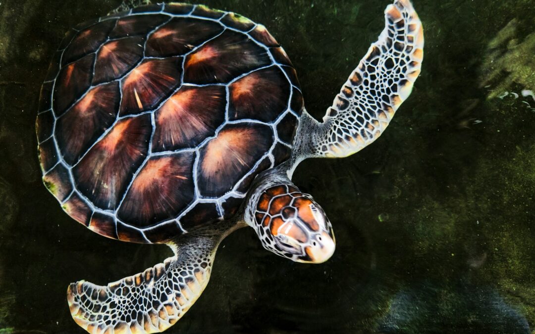 Discovering Turtle Conservation in Galle