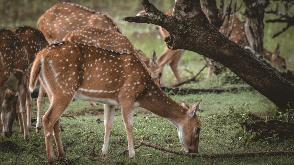 Yala National Park Sri Lanka