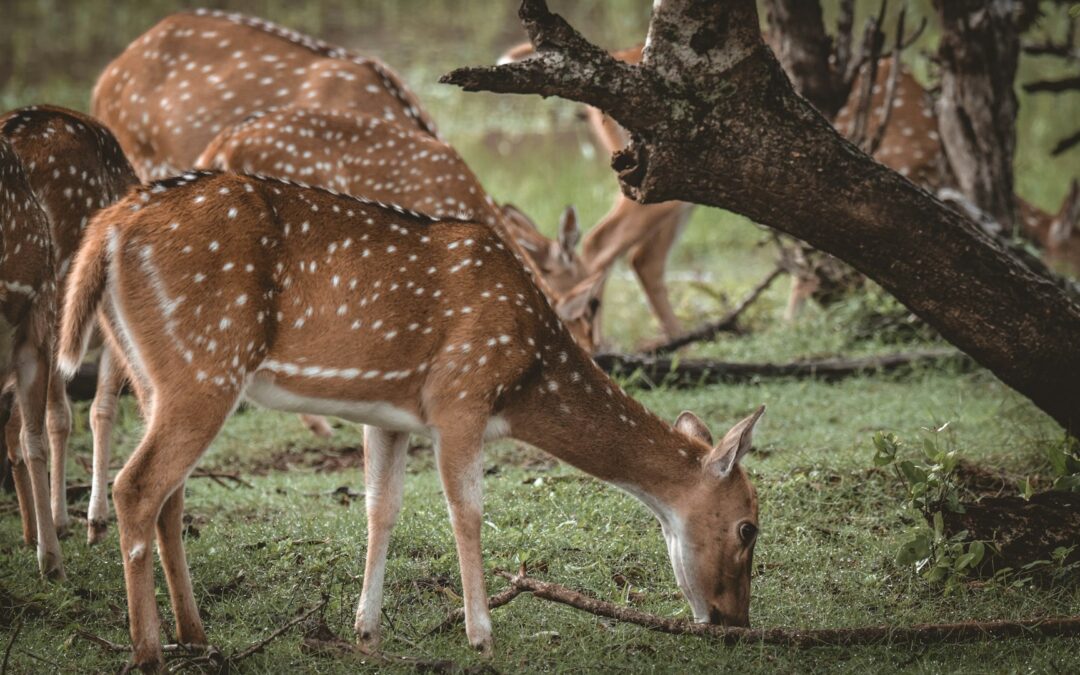 Yala National Park