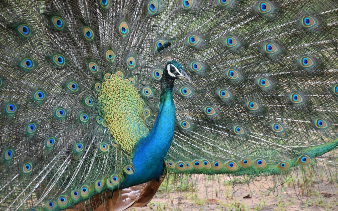 Minneriya National Park
