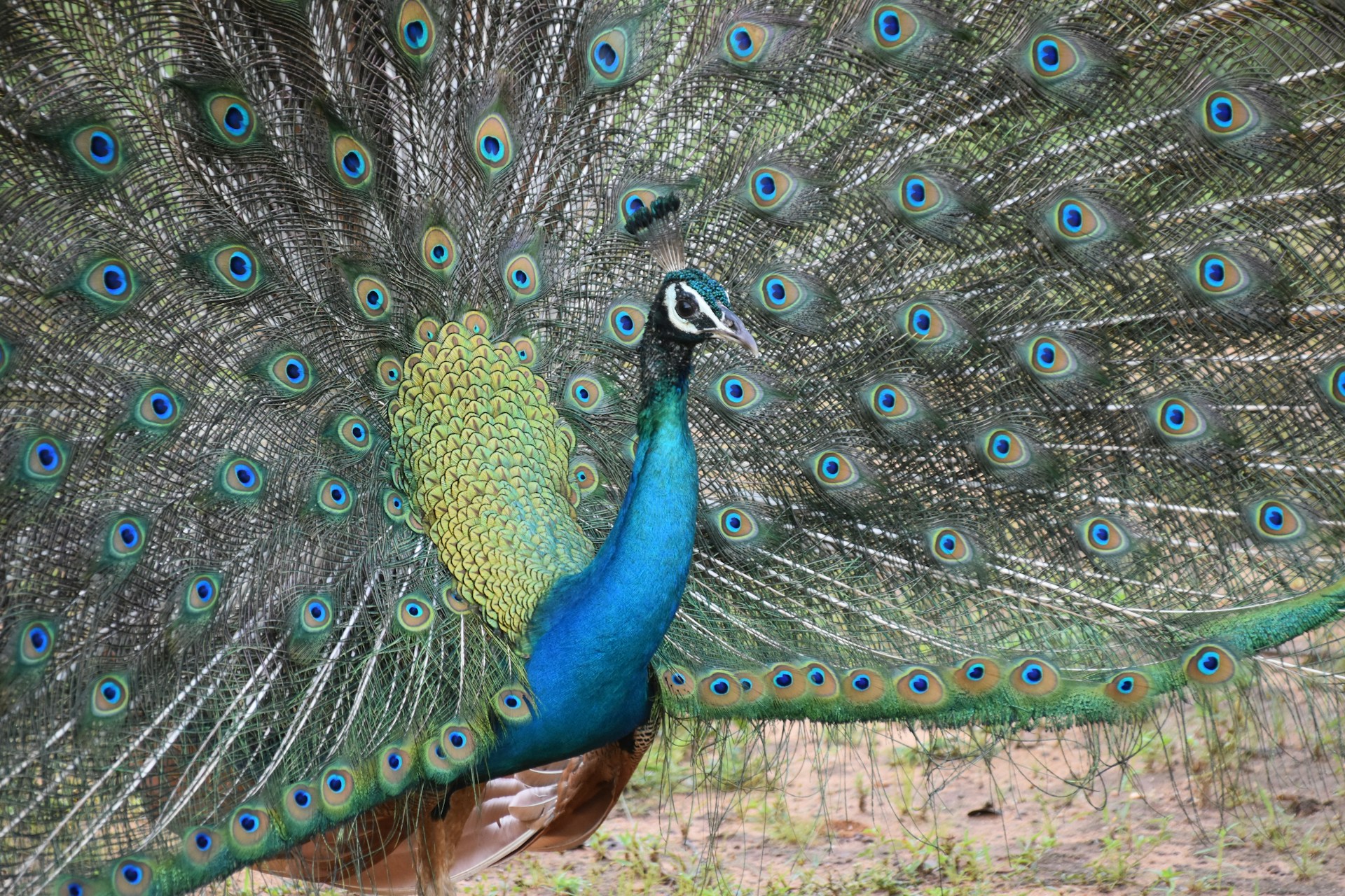 Yala National Park Sri Lanka