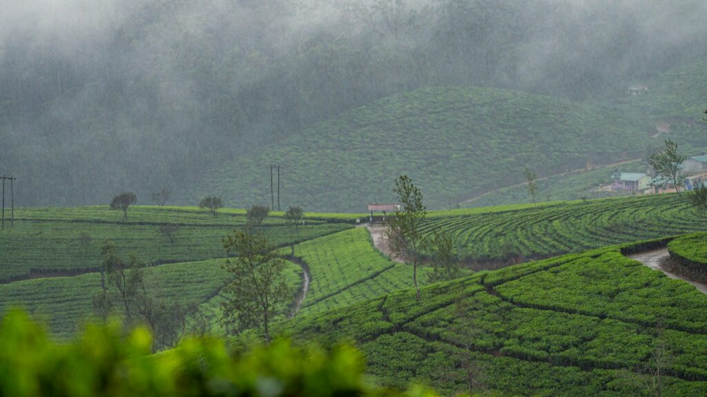 kandy tea plantations