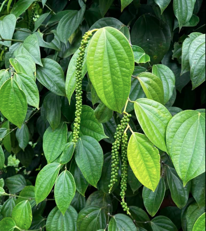 spice garden in Matale